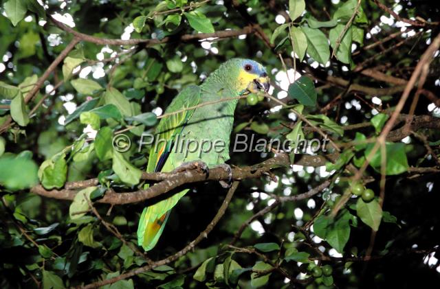 guyane 16.JPG - Perroquet AmazoneGuyane francaise